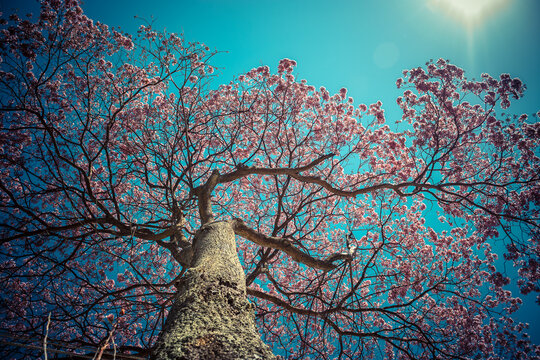 upe tree