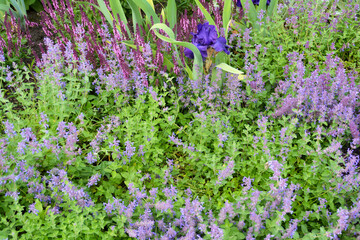 Schönes lila Blumenbeet zur Frühlungszeit, Blumenteppich, Botanischer Garten in Gütersloh
