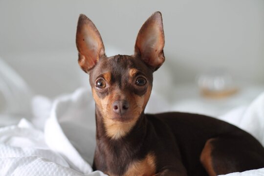 miniature dog