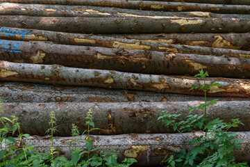 pile of logs