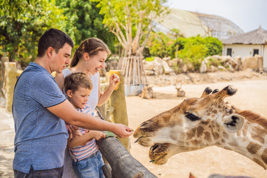 Happy mother, father and son watching and feeding giraffe in zoo. Happy family having fun with animals safari park on warm summer day