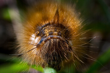 FURRY 2 © jholy