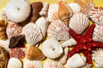 Multi-colored sea shells on a yellow surface. Free space.