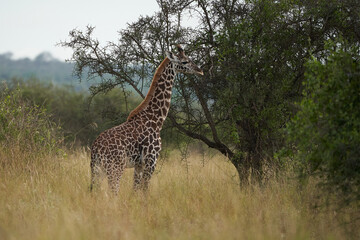 Giraffe Africa Giraffa Safari Big Five Africa