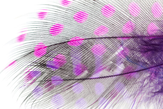 Black Feather With Pink Spots On A White Background