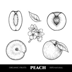 Vector peaches hand drawn sketch. Sketch vector food illustration. Vintage style