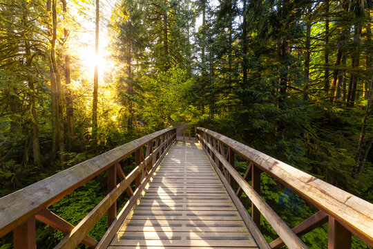 Beautiful View of a Wooden Bridge in a Green Rain Forest during a sunny sunset. Taken in Kanaka Creek, Maple Ridge, near Vancouver, British Columbia, Canada.