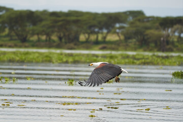 African Fish Sea Eagle Catching Fish Lake Hunting Haliaeetus vocifer