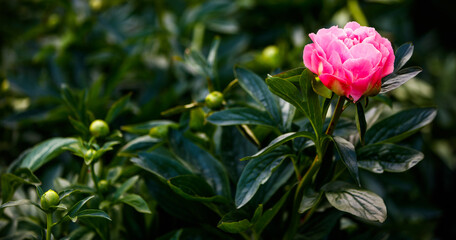 Copy space with pink peony flower