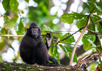 The Celebes crested macaque on the tree. Crested black macaque, Sulawesi crested macaque, Sulawesi macaque or the black ape. Wild Nature, Natural habitat. Sulawesi Island. Indonesia.