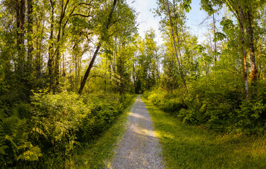 Beautiful Panoramic View of a Trail in a Green Rain Forest during a sunny day. Taken in Kanaka Creek, Maple Ridge, near Vancouver, British Columbia, Canada.