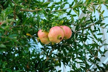 Singing green red pomegranates on a tree