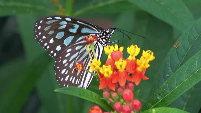 Ideopsis similis. Ceylon Blue Glassy Tiger Butterfly feeding on nectar. Ryukyu Asagimadara. Closeup shot. 4K