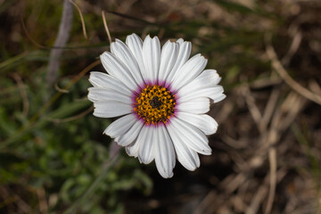 Fototapeta premium Dimorphotheca at Orange Kloof, Table Mountain, Cape Town, Western Cape, South Africa