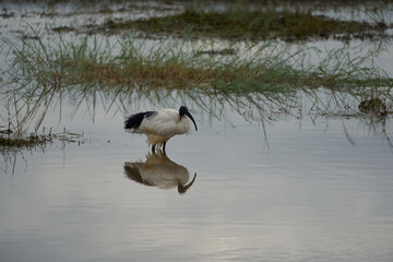 African sacred ibis Threskiornis aethiopicus wading bird Kenya Threskiornithidae in Ancient Egypt linked to the god Thoth