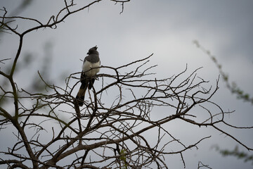 White bellied go away bird Corythaixoides leucogaster Musophagidae turacos
