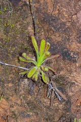 Deurstickers Drosera hilaris in the Orange Kloof, Table Mountain, Cape Town, Western Cape, South Africa © Christian Dietz