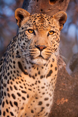 One male leopard portrait in tree in Kruger National Park South Africa