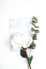 Fototapeta premium Notebook, flowers white peony and sprig of eucalyptus on white background. Cozy, still life, minimal concept. Top view, flat lay, copy space