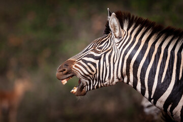 Side view portrait of Burchell's Zebra head close up Kruger Park South Africa