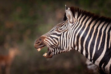 Fototapeta na wymiar Side view portrait of Burchell's Zebra head close up Kruger Park South Africa