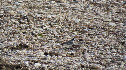  Motacilla alba