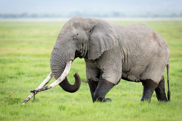 One adult single elephant with huge tusks walking through wet plains of Amboseli National Park in Kenya