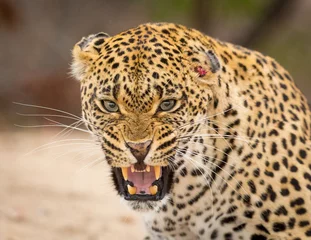  Een volwassen luipaardhoofdschot grommend kijkend naar de camera in het Krugerpark, Zuid-Afrika © stuporter