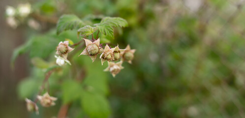 Young raspberry buds in the evening forest