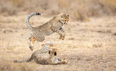 Two young Cheetah cubs playing in Ndutu Tanzania