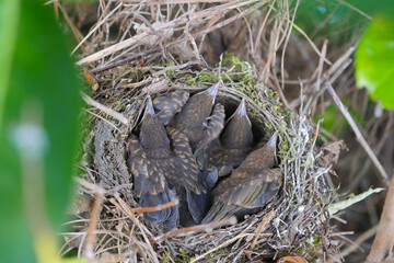 Small Blackbirds just leave the egg in the nest