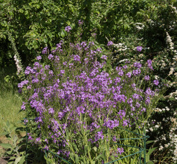 Naklejka premium Purple Summer Flowers of Dame's Rocket Plants (Hesperis matronalis) Growing in a Country Cottage Garden in Rural Devon, England, UK