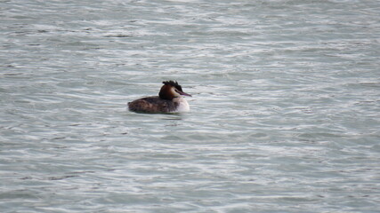 Fototapeta premium Podiceps cristatus