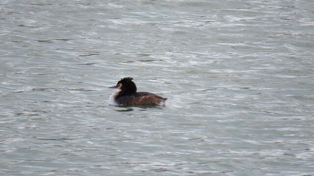 Podiceps cristatus