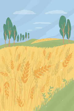 Agricultural landscape with wheat field. Agriculture or farming concept. Harvest season in farm land vector illustration. Summer panorama with ears of ripe wheat, green hills, trees. Nature background