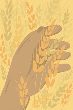 Farmer holding ears of wheat. Ripe grain in human hand. Man checking crop. Agricultural field in countryside. Agriculture or farming poster. Harvest in farm land vector illustration. Cover background