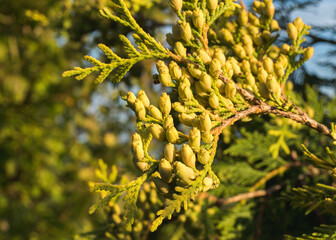 Seed cones on thuja branch, partial focus and sharpness, sunlit