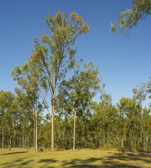 Australian Gum Trees in Eucalypt Forest