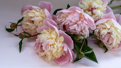 A bouquet of pink peonies - a gift for the holiday