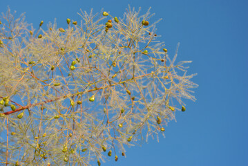 Cotinus coggygria (Rhus cotinus,  European or Eurasian smoketree, smoke tree, Venetian or dyer's sumach) blossom on blue sky backgroundbeauty, smoke tree, cotinus coggygria, rhus cotinus, venetian sum