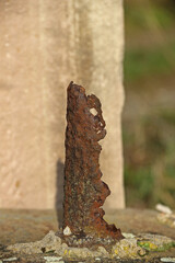 Rost
