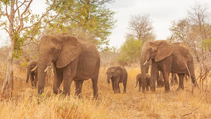 Fototapeta premium Breeding Herd of Elephants