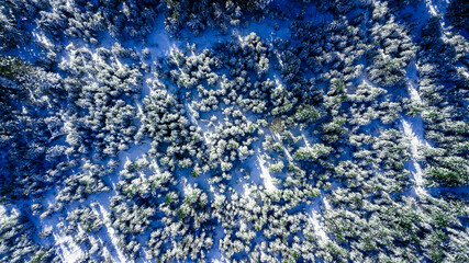Coniferous pine forest mountain Carpathian mountains aerial photography snow.