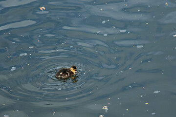 Enten-Küken