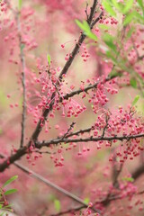 pink cherry blossom image


