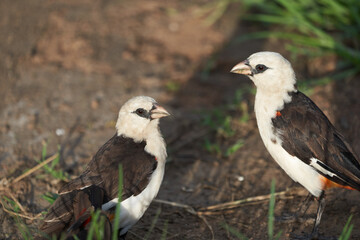 Obraz premium White headed buffalo weaver Couple white faced Dinemellia dinemelli passerine bird Ploceidae 