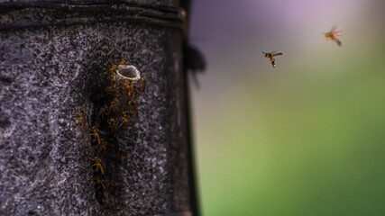 little bees