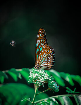 Butterfly On A Flower Hd Images