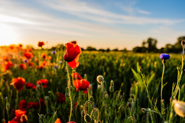 field of poppies