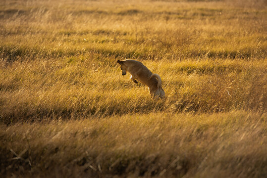 Dog Pouncing In A Golden Meadow